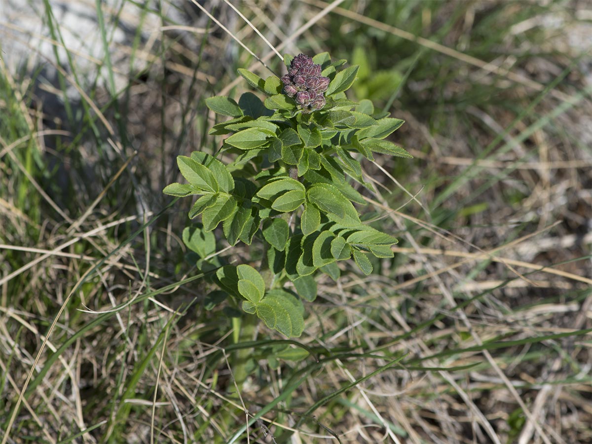 Dictamnus albus
